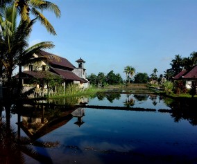 Rice field