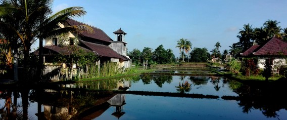 Rice field