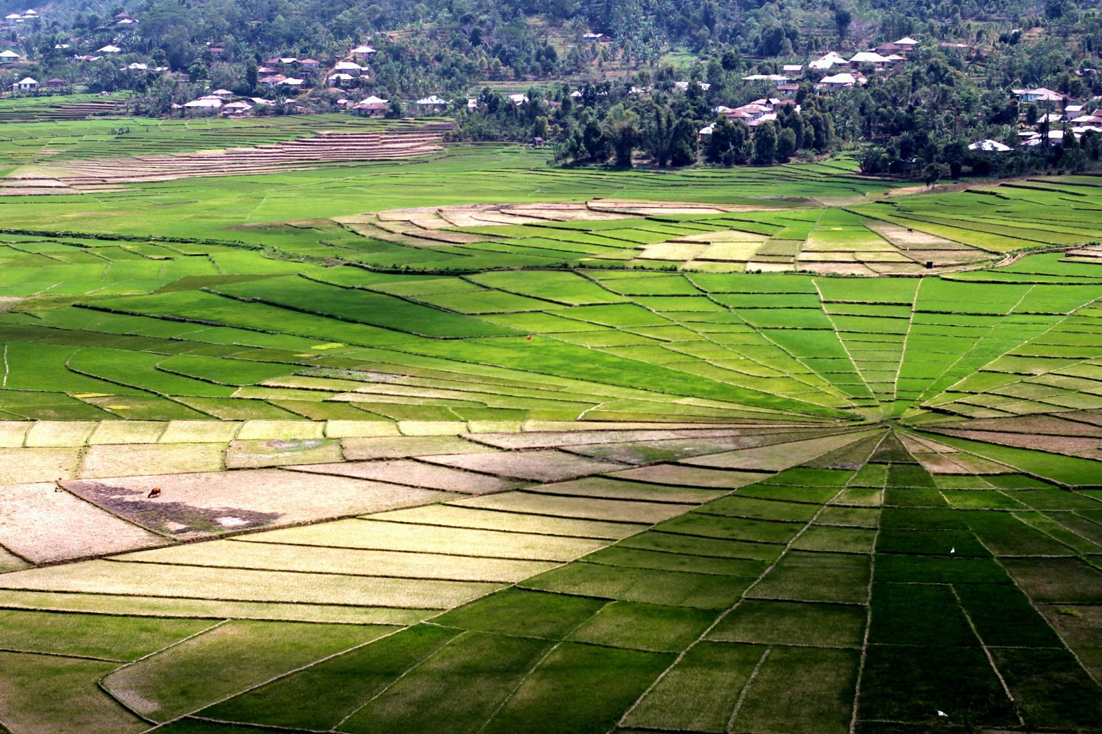 Spider fields