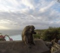 Uluwatu - macaco ladro!