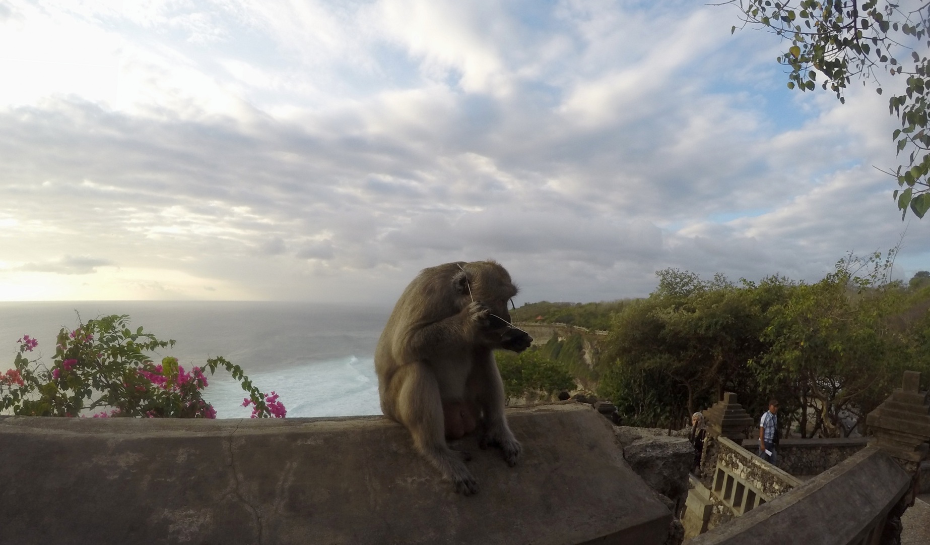 Uluwatu - macaco ladro!