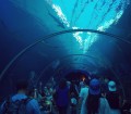 acquario di Singapore - galleria degli squali
