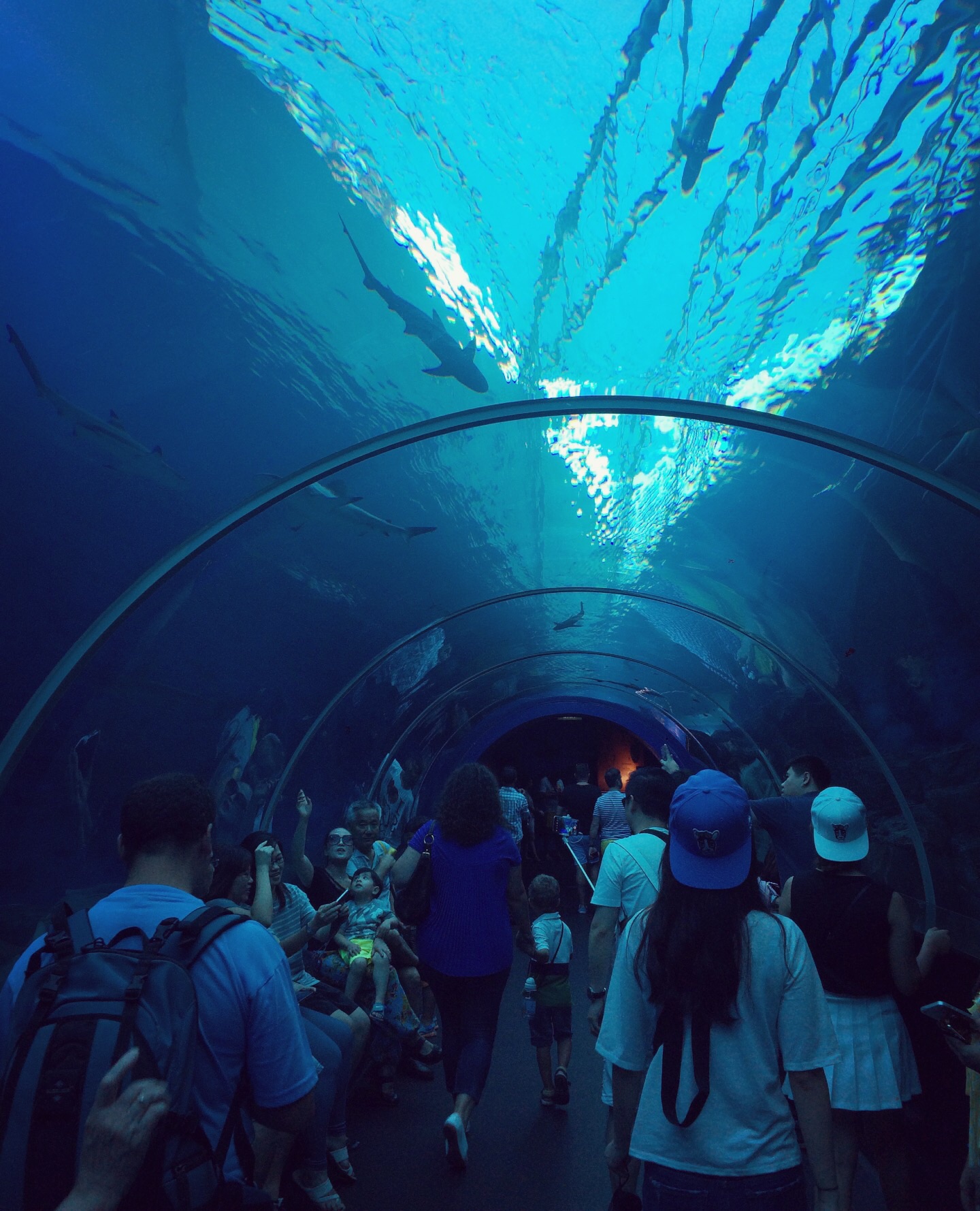 acquario di Singapore - galleria degli squali