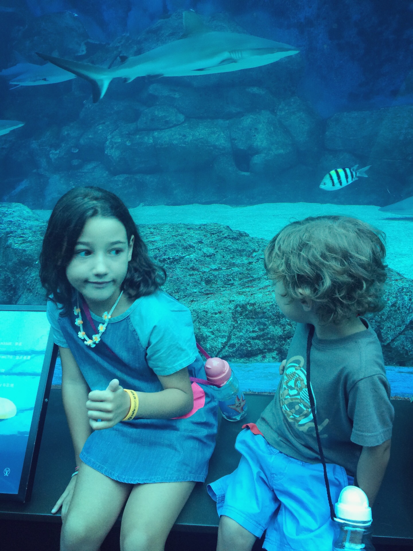 Acquario di Singapore