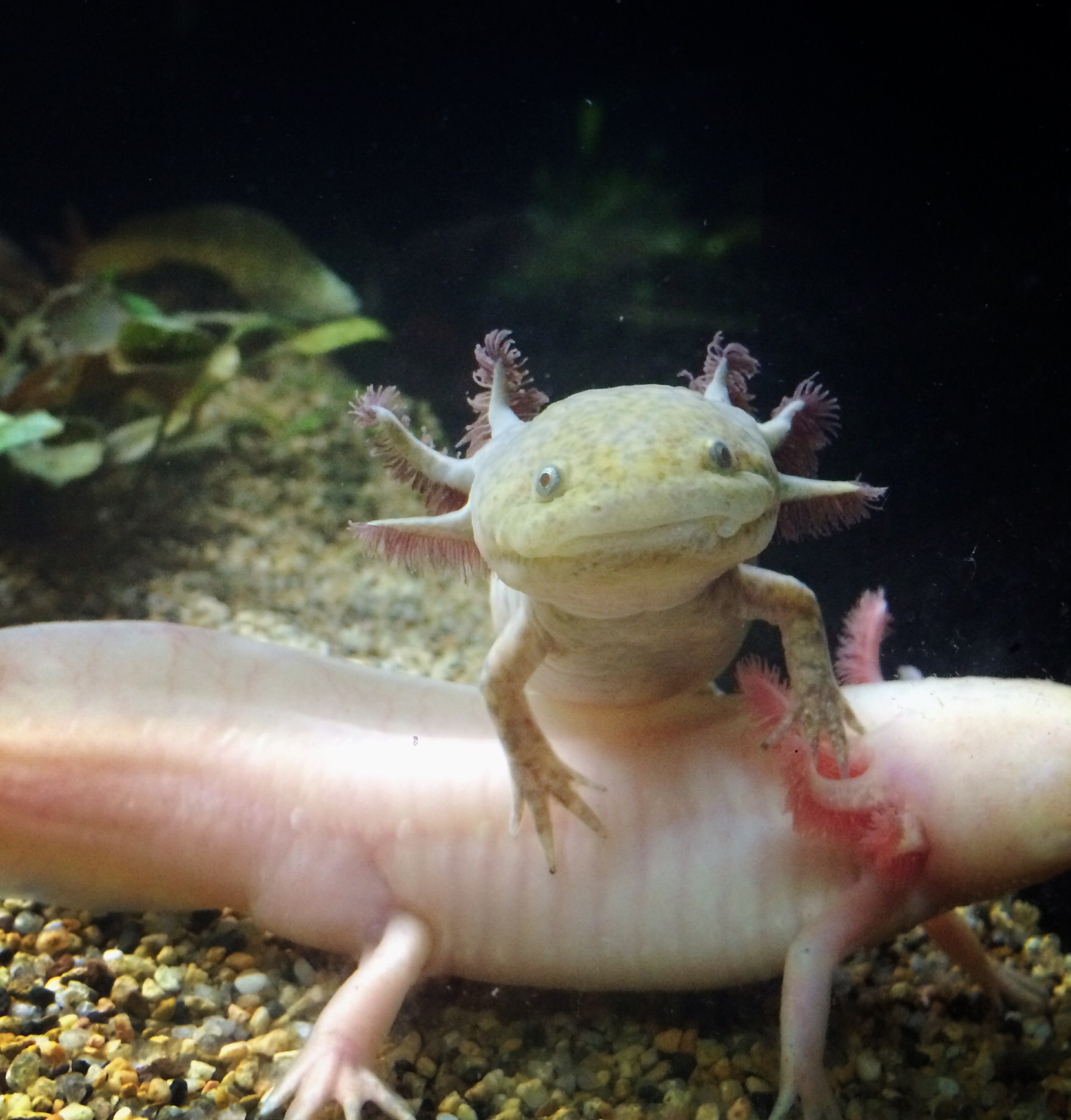 Acquario di Singapore