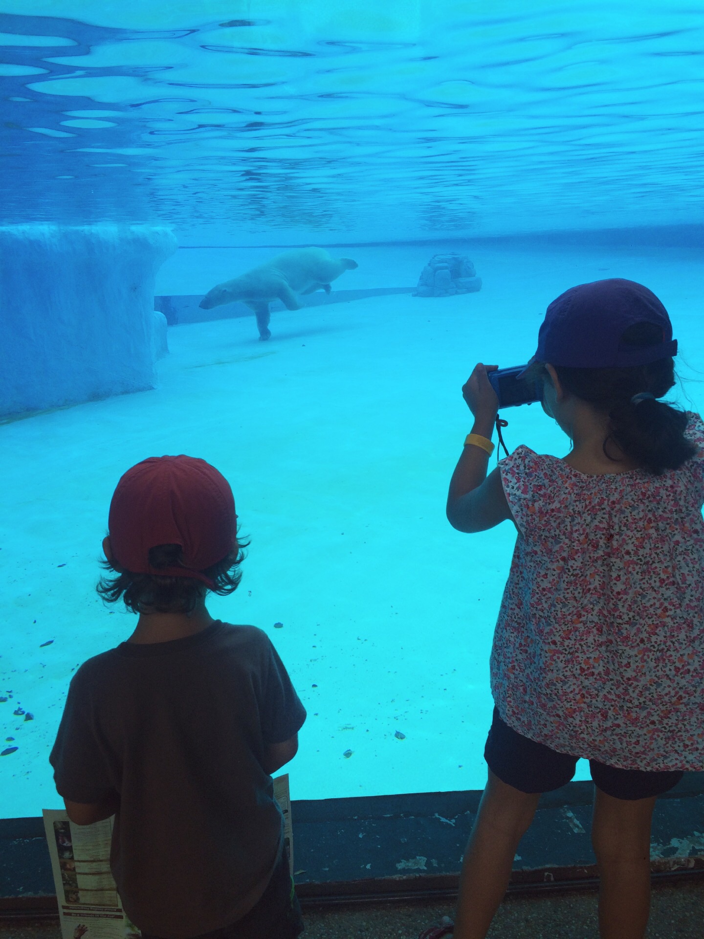 Orso polare allo zoo