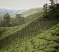 Munnar tea plantation