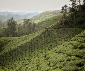 Munnar tea plantation