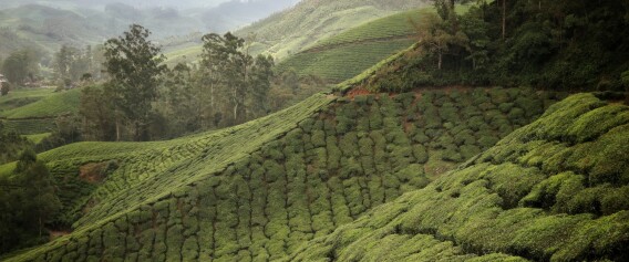 Munnar tea plantation